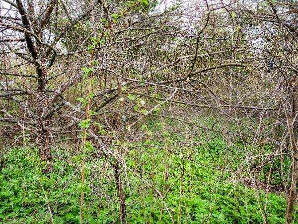 Underbrush Clearing in Broomfield