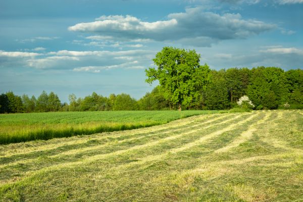 Cost of Vegetation Removal in Broomfield