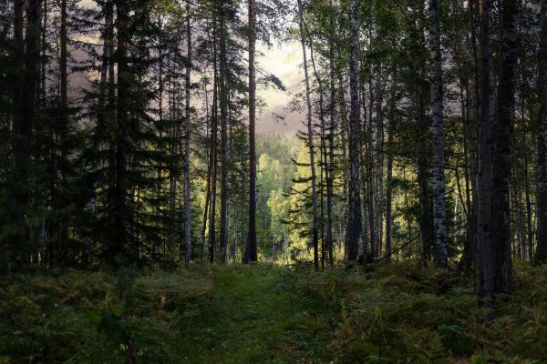 Cost of Pine Tree Clearing in Broomfield