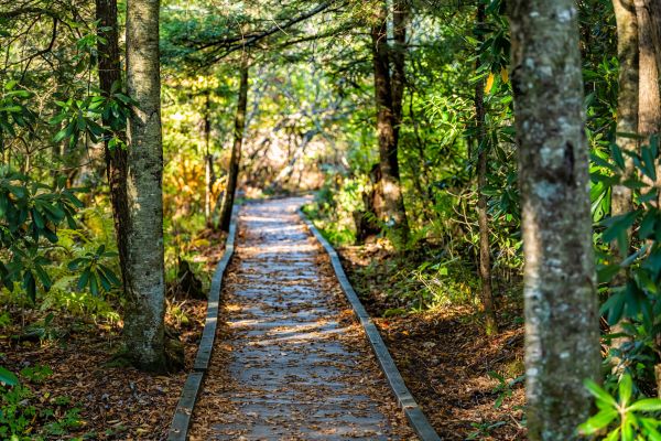 Cost of Trail Clearing in Broomfield